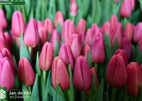 Tulipa Ace Pink (2)